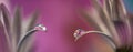 Flower with dew dop - beautiful macro photography