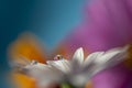 Flower with dew dop - beautiful macro photography