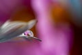 Flower with dew dop - beautiful macro photography