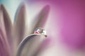 Flower with dew dop - beautiful macro photography Royalty Free Stock Photo