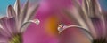 Flower with dew dop - beautiful macro photography