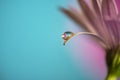 Flower with dew dop - beautiful macro photography