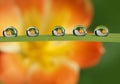 flower with dew dops - beautiful macro photography Royalty Free Stock Photo