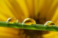 flower and dew drops Royalty Free Stock Photo