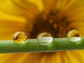 Flower and dew drops Royalty Free Stock Photo