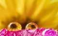Flower and dew drops Royalty Free Stock Photo