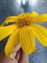 Flower dhaliya beautiful colour yellow