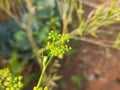 Flower of dill or Anethum graveolens grow in agricultural field. Royalty Free Stock Photo