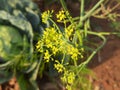 Flower of dill or Anethum graveolens grow in agricultural field. Royalty Free Stock Photo