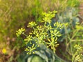 Flower of dill or Anethum graveolens grow in agricultural field. Royalty Free Stock Photo