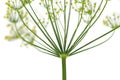 Dill plant flower isolated closeup Royalty Free Stock Photo