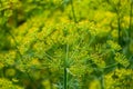 Flower dill spices growing in the garden.