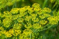 Flower dill spices growing in the garden.