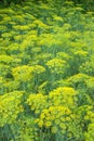 Flower dill spices growing in the garden.