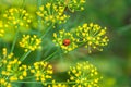 Flower dill spices growing in the garden.