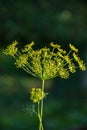 Flower dill spices growing in the garden.