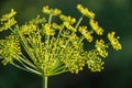 Flower dill spices growing in the garden.