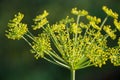 Flower dill spices growing in the garden.