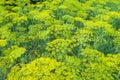 Flower dill spices growing in the garden.