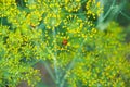 Flower dill spices growing in the garden.