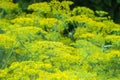 Flower dill spices growing in the garden.