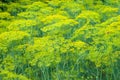 Flower dill spices growing in the garden.