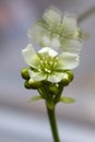 (Dionaea muscipula) is a carnivorous plant that catches and digests its prey, generally insects