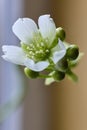 (Dionaea muscipula) is a carnivorous plant that catches and digests its prey, generally insects