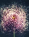 Flower exploding into particles