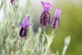 Spanish Lavender plant Royalty Free Stock Photo