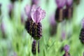 Spanish Lavender plant Royalty Free Stock Photo