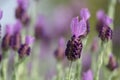 Spanish Lavender plant Royalty Free Stock Photo