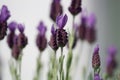 Spanish Lavender plant Royalty Free Stock Photo