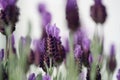 Spanish Lavender plant Royalty Free Stock Photo