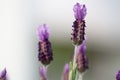 Spanish Lavender plant Royalty Free Stock Photo