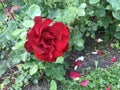 Flower Dog Red Rose in the Garden Royalty Free Stock Photo