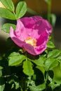 Flower of dog-rose Rosa canina growing in nature. Rosehip flower blossoming on the bush. Summer in the north