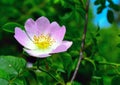 Flower dogrose at forest Royalty Free Stock Photo