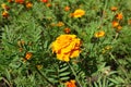 A flower of double orange Tagetes patula