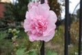 A flower of double pink hollyhock