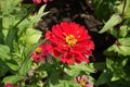 A flower of double red Zinnia elegans in July