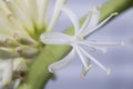 Flower of Dracaena fragrans Royalty Free Stock Photo