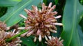 This is the flower of Dracaena fragrans