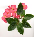 Flower, Dragon Wing Begonia Royalty Free Stock Photo