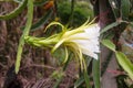 Flower of dragonfruit Royalty Free Stock Photo