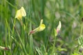 Flower of a dragons teeth, Tetragonolobus maritimus