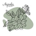 Flower drawing and sketch of magnolia. Stock Royalty Free Stock Photo