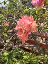 Flower dreamstime high quality Bougainville Royalty Free Stock Photo