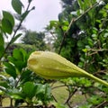 Flower with drop water in the rain with blue sky and green leaf green grass and than the tree Royalty Free Stock Photo