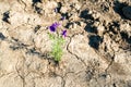 Flower during a drought, desert